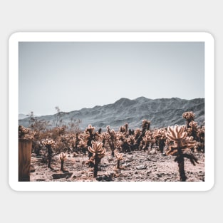 Photo of Cholla Cactus at Joshua Tree National Park V2 Sticker